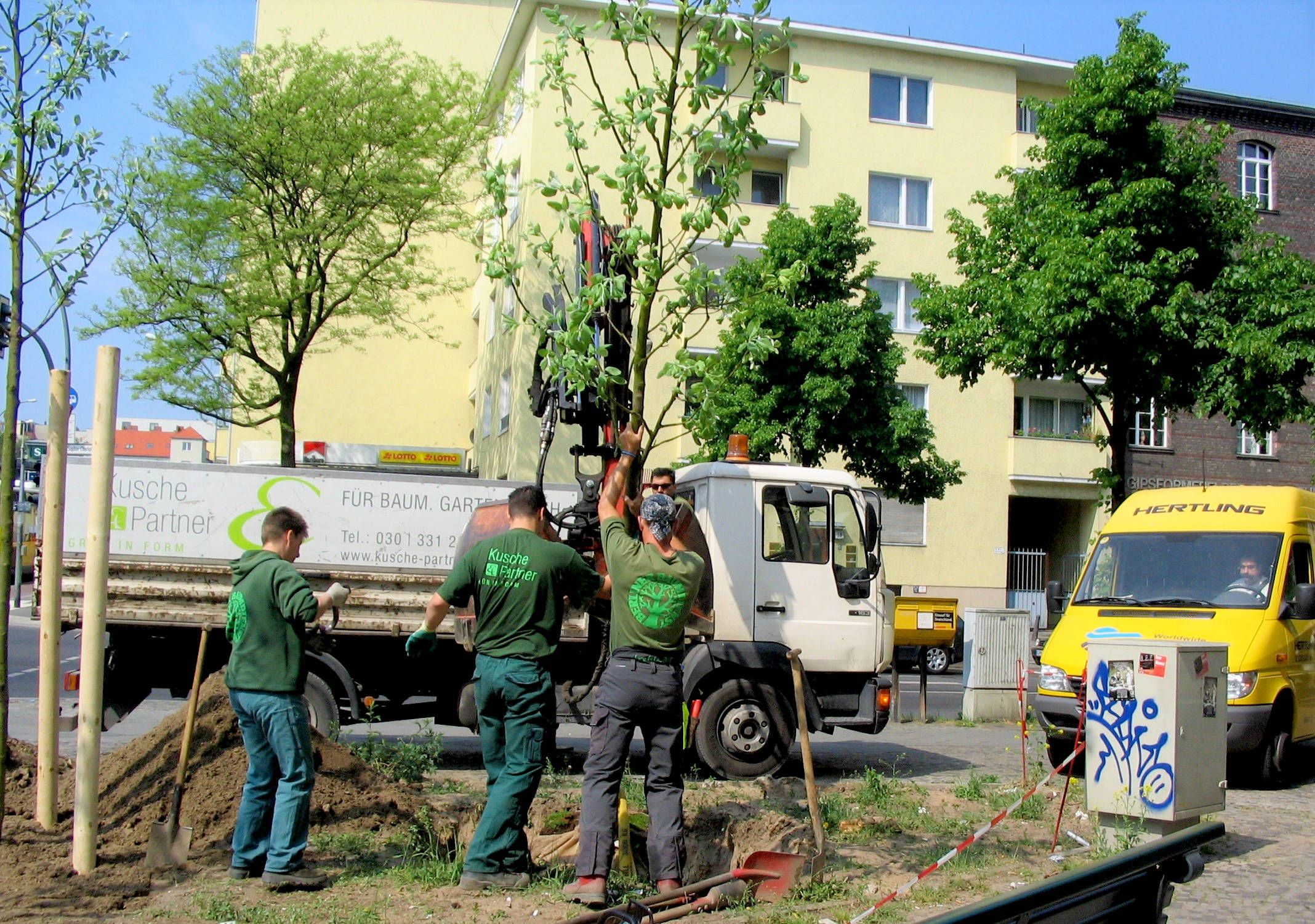 Baumschatten zum Schutz vor der Hitze